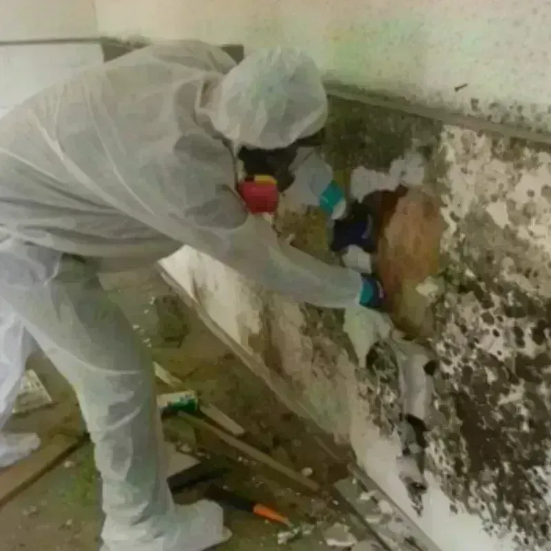 Mold Remediation and Removal in Hiram, GA